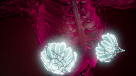 human body with visible glow mammary gland