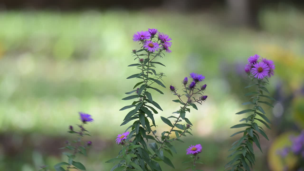 Purple aster flowers in soft natural light