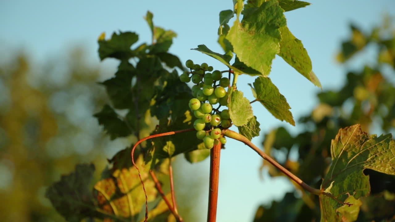 강한 바람에 휩싸인 화창한 날의 포도나무
