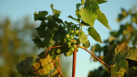 grapevine durante un día soleado atrapado en un fuerte viento