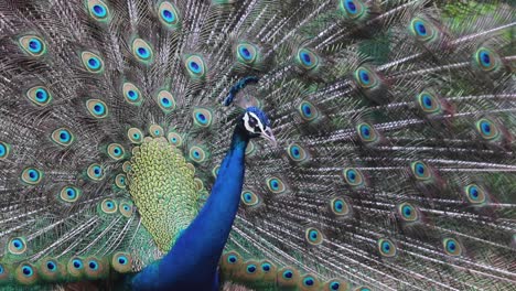 Indian-Peacock-Dancing-and-shaking-its-full-blown-up-feather,-spinning-around-open-fluffy-tail