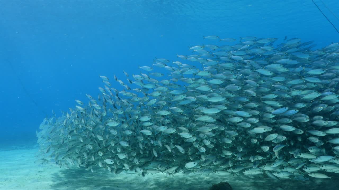 쿠라카오 주변의 카리브 해의 산호초에서 먹이 공