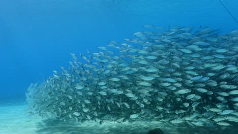 bola de cebo en el arrecife de coral en el mar del caribe alrededor de curacao