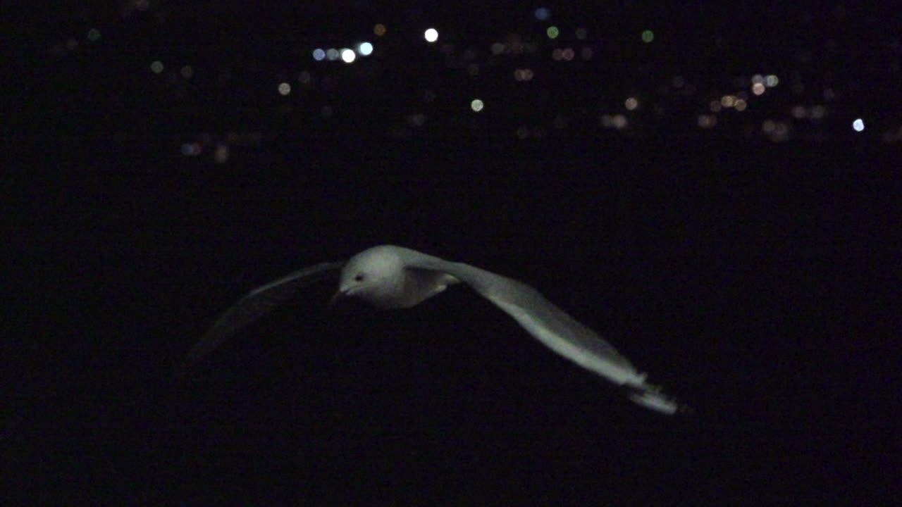 Seagull Flying at Night over City Lights