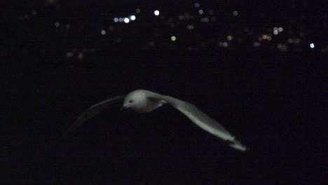 seagull flying at night over city lights
