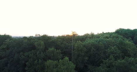 Flying-Over-Forest-Trees-Nature-Aerial-Views