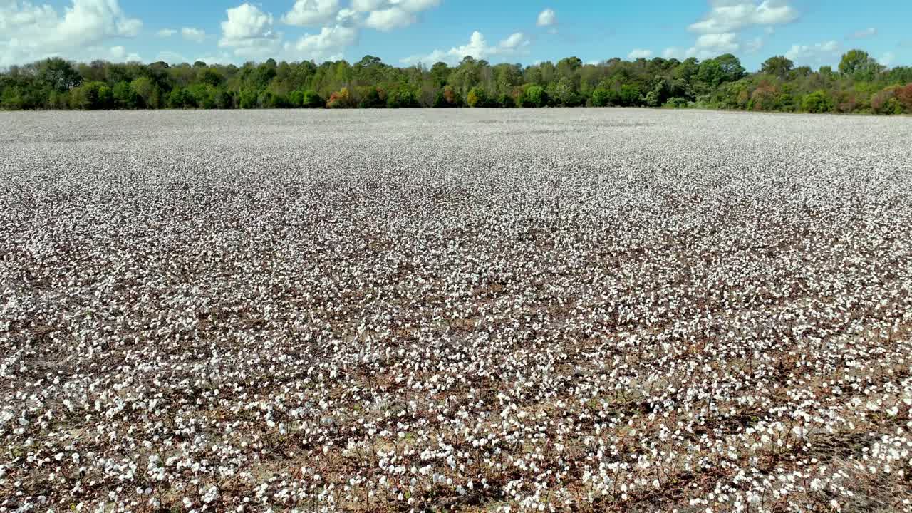 campo de algodón de empuje lento aéreo cerca de montgomery alabama