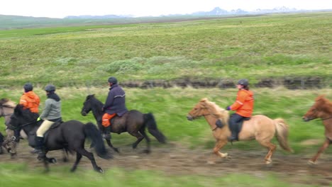 beautiful traveling shot of icelandic pony horse and riders in the iceland countryside