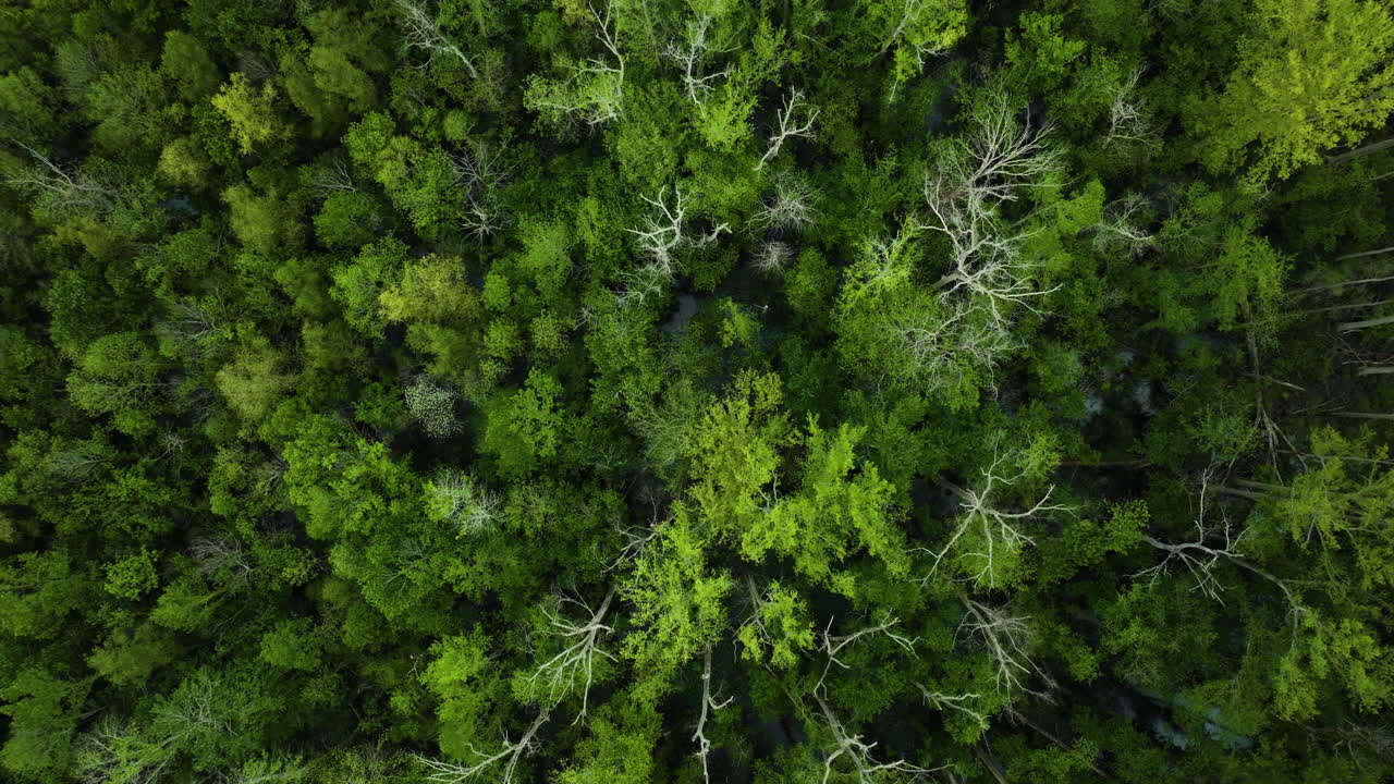 The dense, green canopy of big cypress tree state park in tennessee, aerial view