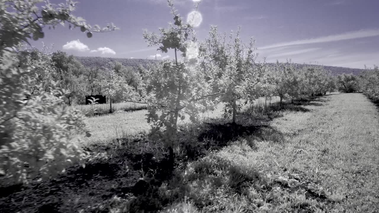A scenic orchard with rows of trees