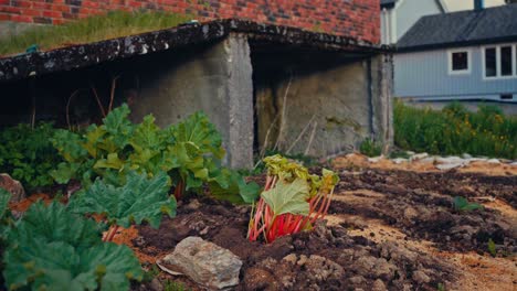 man checking vegetable plant growing in corner garden - close up