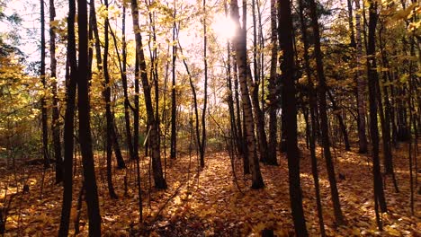 colorful autumn forest wood