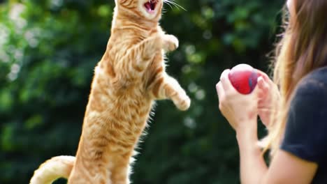 an energetic orange cat happily jumps and plays with a person in a lush green garden. the warm sunlight highlights the joyful moment filled with laughter and companionship.