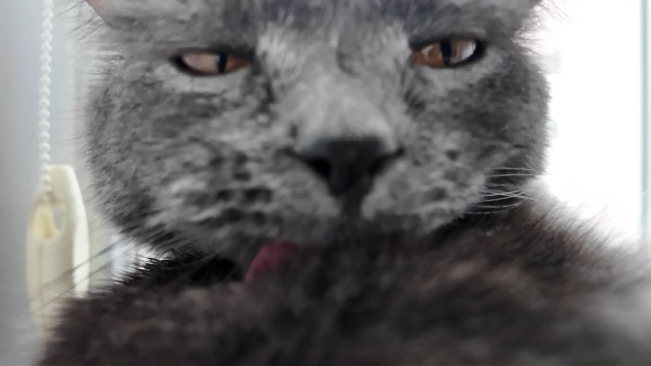 Gato British Shorthair com olhos laranja, deitado na cama, se limpando
