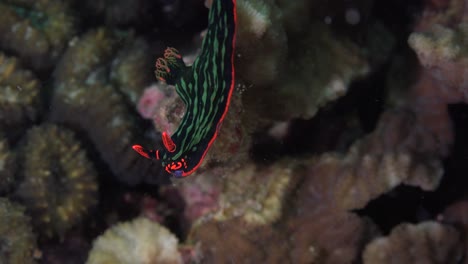 Grüner-Tiger-Nubranch,-Der-über-Das-Korallenriff-Fliegt