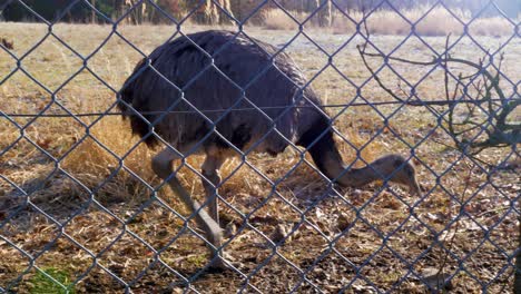 Rhea-Walking-on-frozen-ground-until-the-sun-creates-a-bright-lens-flare