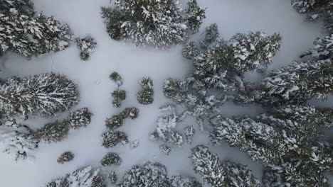 Snowy-Trees-Overhead-View