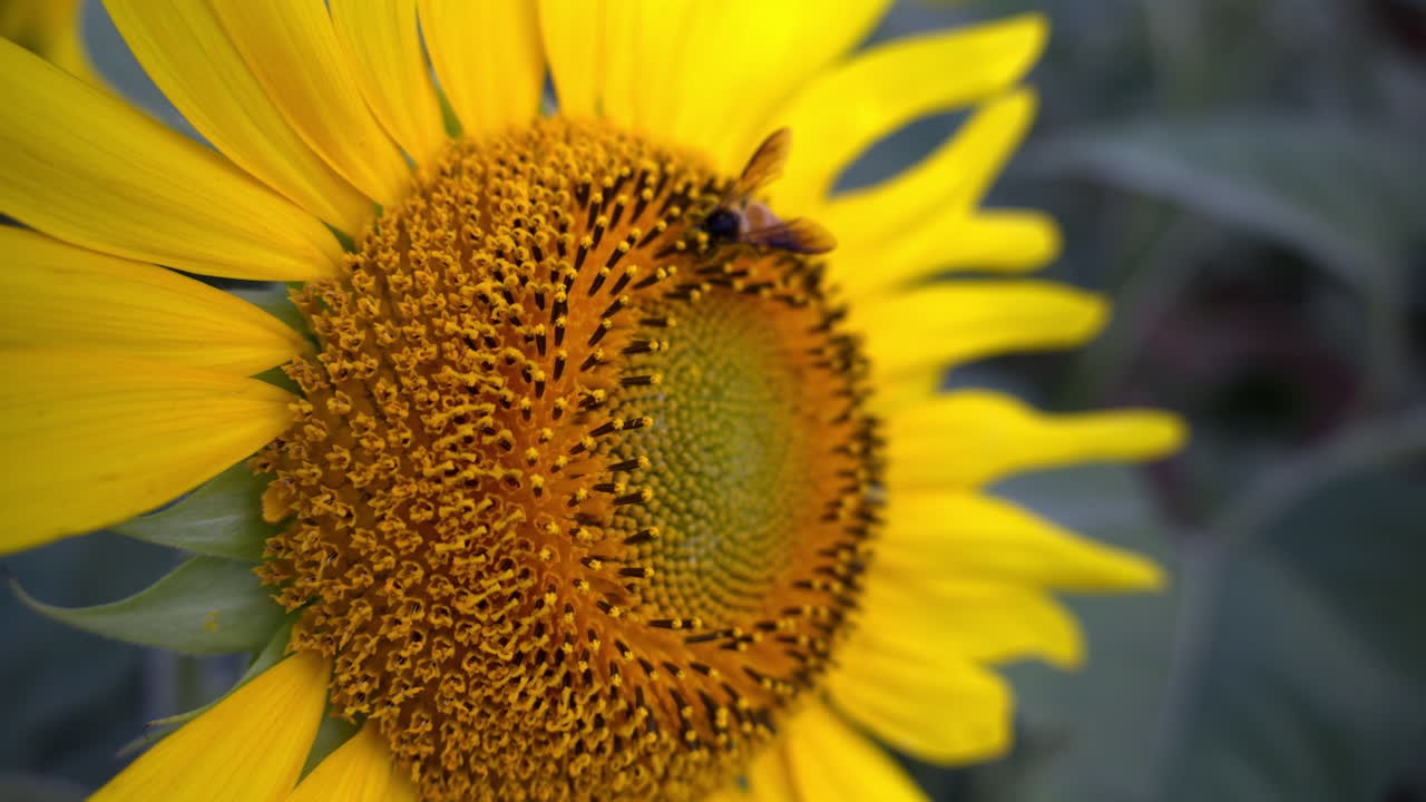 Honey bee collecting nectar from sunflower disc florets, close up view of sunflower disc florets, Natural pollination by bees, close up view of bee pollination