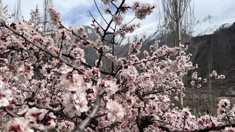 beautiful pear flower natural landscape in mountains