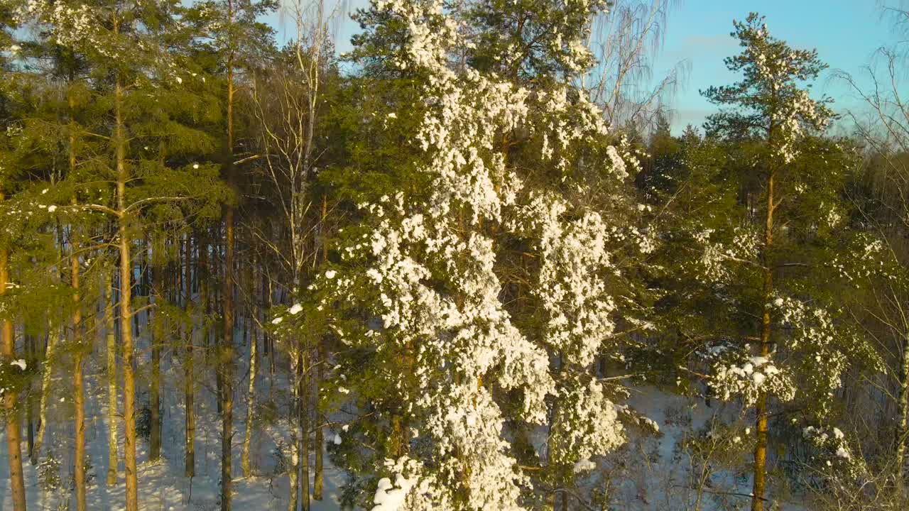 Aerial orbit around a snow and ice covered pine tree glowing in warm winter sunlight, surrounded by green forest under a clear blue sky