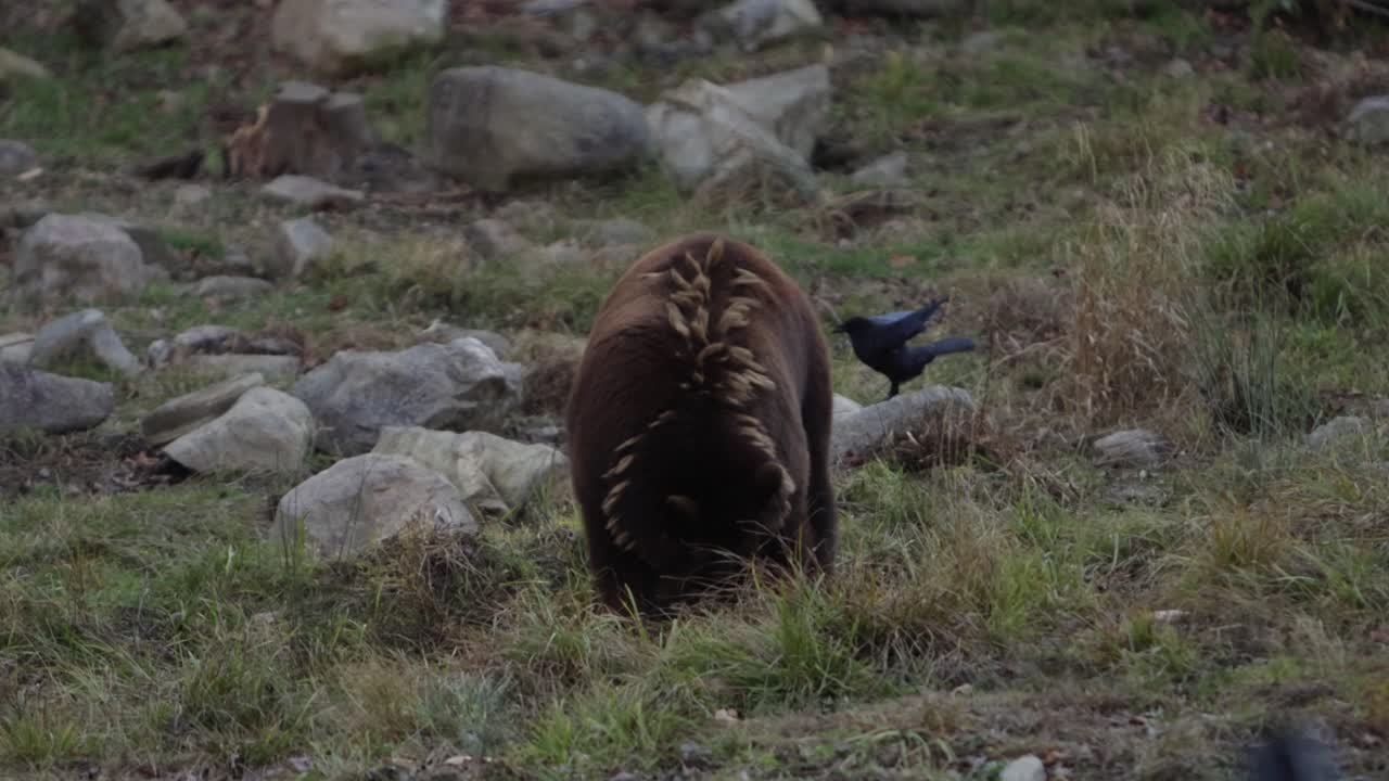 l'orso cannella cerca cibo mentre il corvo prende il volo nella scena slomo