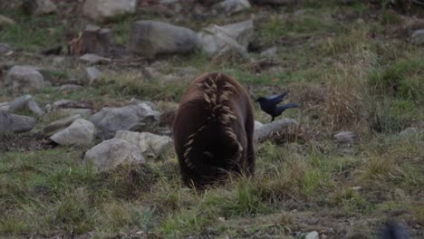 cinnamon bear foraging while raven takes flight in the scene slomo