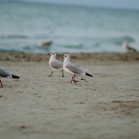 seagulls on a sandy shore. seagull walking on the sand beach at evening time