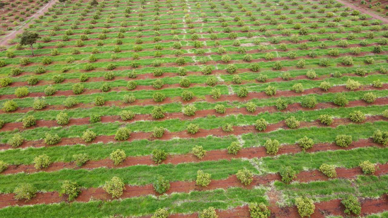 스마트 농업 기술 - 케냐 아보카도 농장의 공중 드론 보기