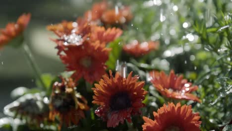 Slow-motion-shot-of-plants-and-flowers-being-watered