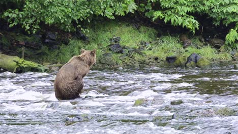 Braunbär-Fischt-Geduldig-Nach-Lachs-Am-Pavlof-Fluss,-Der-In-Die-Süßwasserbucht-Im-Hafen-Von-Pavlof-Auf-Der-Insel-Baranof-Im-Südosten-Von-Alaska-Fließt-1