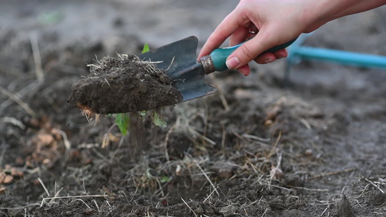 Close up of a woman's hand using a small metal shovel to dig dry soil in a garden