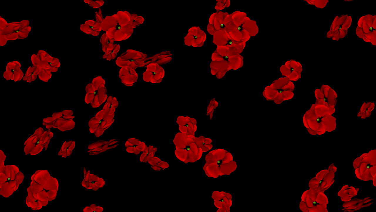 포피 추모의 날 루프 타일 알파와 함께 소용돌이