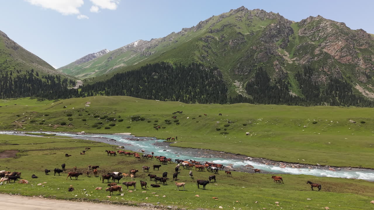 Scenic Landscape With Grazing Cows And Horses In Kyrgyzstan - Drone Shot