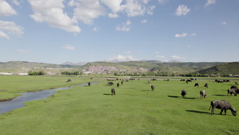 Zu-Viele-Pflanzen-Auf-Der-Grünen-Wiese