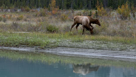 Toma-Panorámica-De-Dos-Alces-Hembras-Comiendo-Hierba-Junto-A-Un-Río-Tranquilo