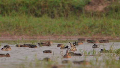 Bandada-De-Patos-Alimentándose-En-Humedales