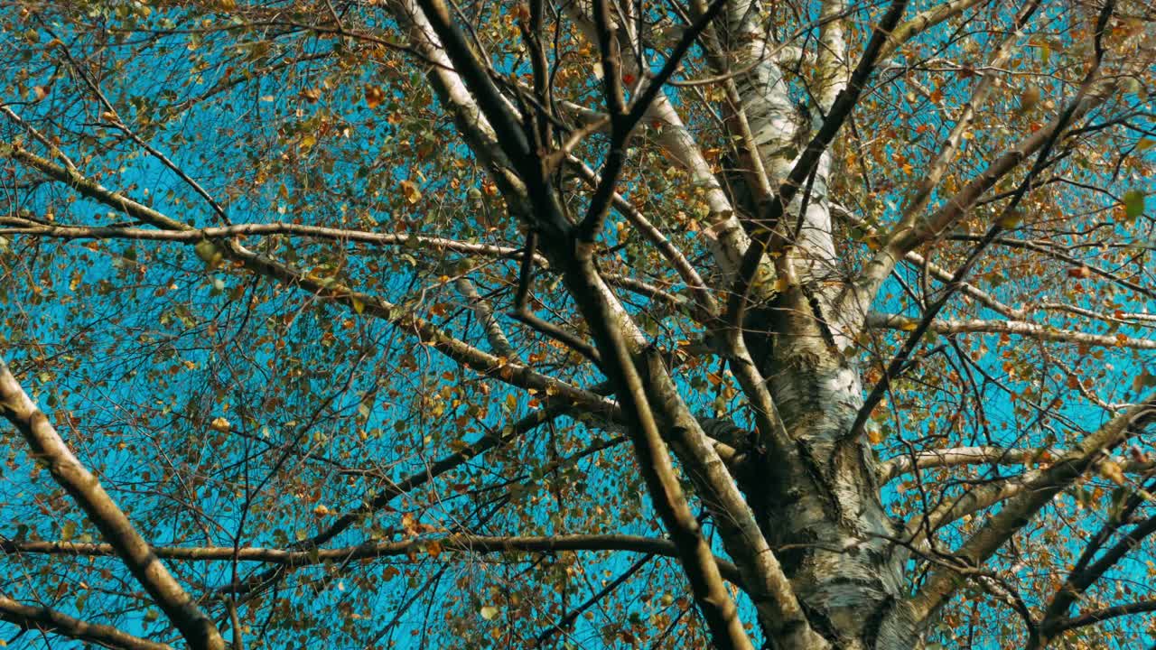 푸른 맑은 하늘을 배경으로 나무에 단풍