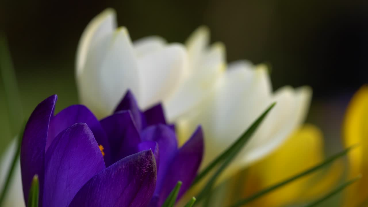 Hamparan bunga crocus berwarna-warni dalam warna-warna cerah dalam skala makro