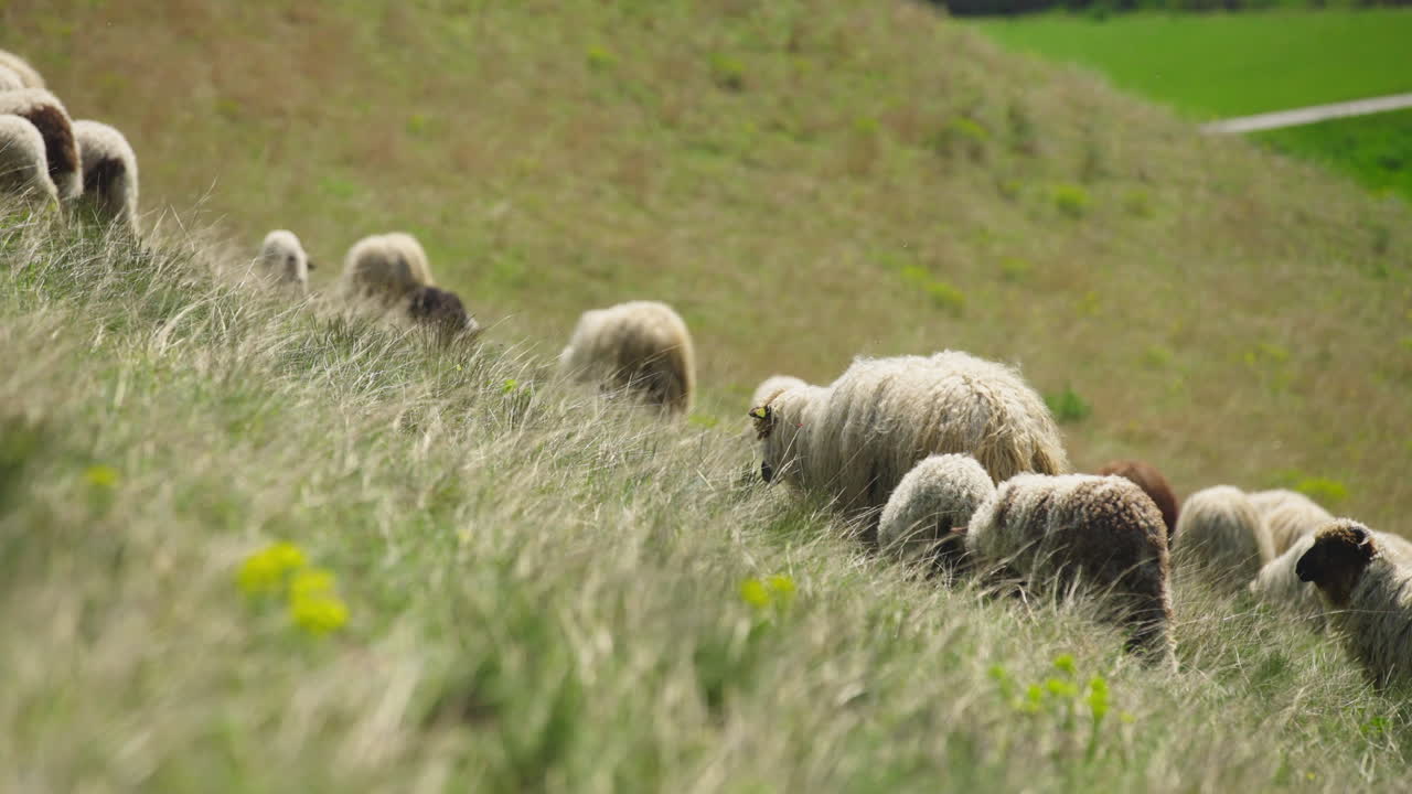 Sheep Grazing on a Hillside