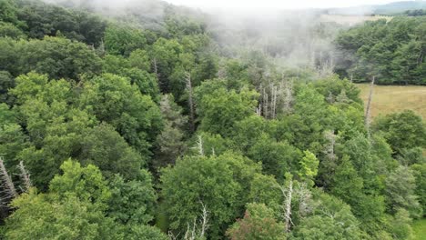 fog rolls in over dead hemlock trees in appalachian and blue ridge mountains near boone nc, boone north carolina