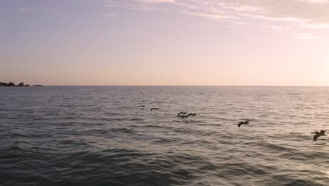 flying with pelicans low over the water during sunset on the coast