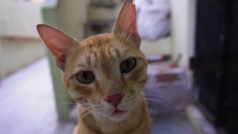 raza india billi también conocida como gato común indio