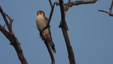 Peregrine-Falcon-relaxing-on-sunset-