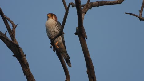el halcón peregrino relajándose al atardecer