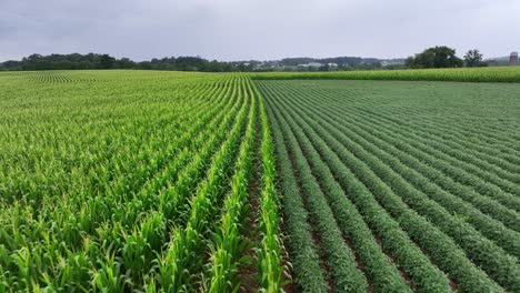 farm fields with cultivation in rural area of american town