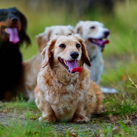 portrait of dachshunds. adorable dogs sitting on the green grass in hot summer day. pets resting among nature.