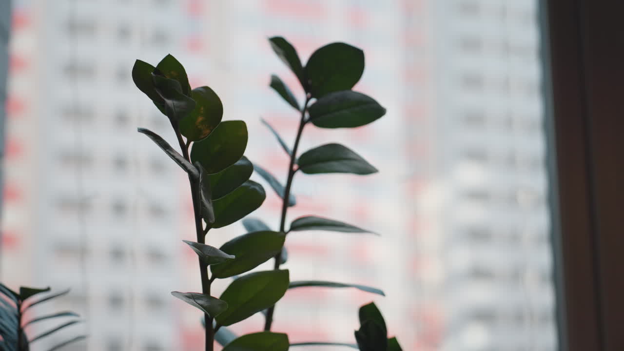 close up of green tree leaves inside room with soft daylight coming through window and blurred modern residential building in background