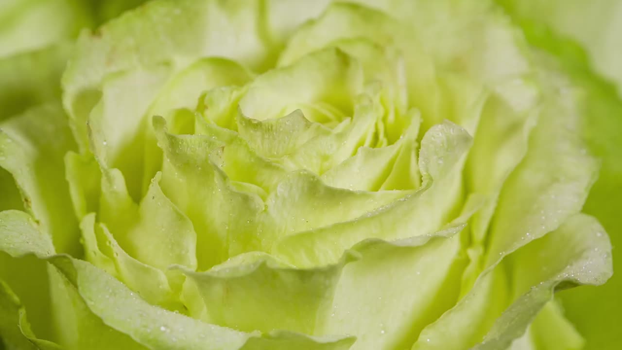 la flor de la rosa de cerca