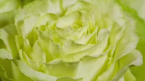 rose flower close up