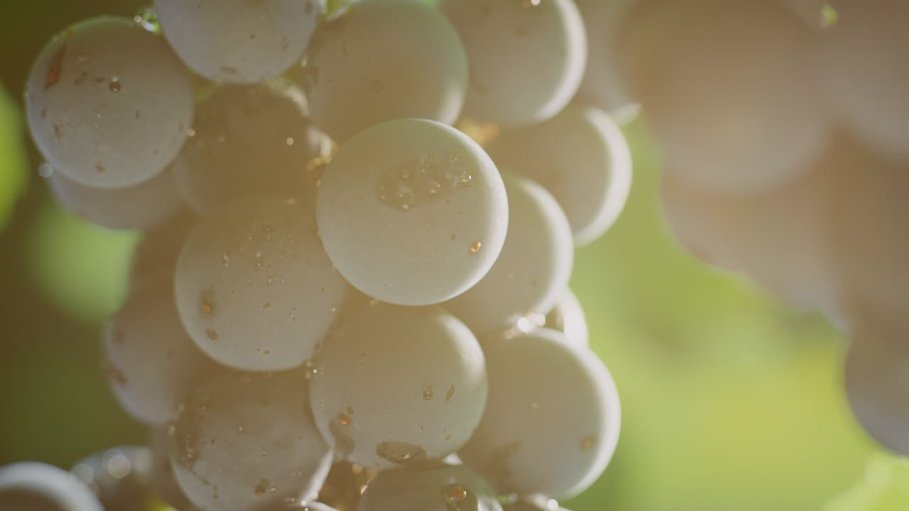 Close-up of Grapes on Vine